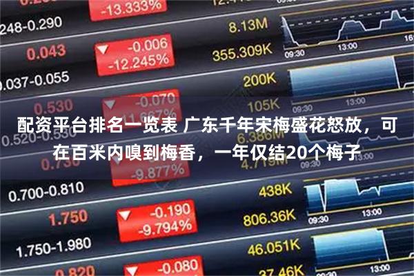 配资平台排名一览表 广东千年宋梅盛花怒放，可在百米内嗅到梅香，一年仅结20个梅子